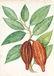 Le cacao, planche de P. Plumier.
 Album 1688